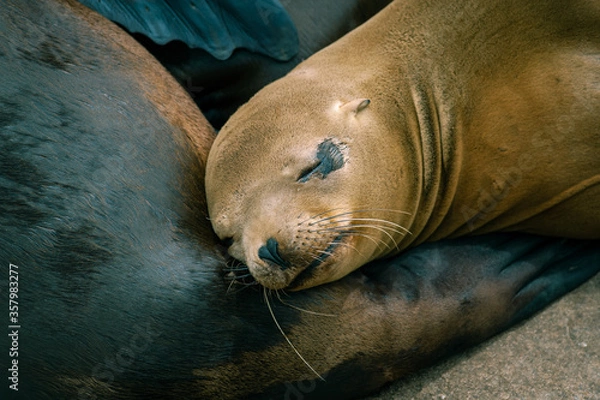 Obraz Female California Sea Lion relaxing on the rocky Coast Guard jetty in Monterey, CA