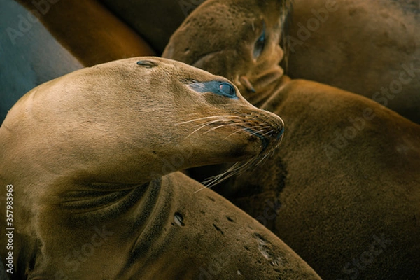 Obraz Female California Sea Lion relaxing on the rocky Coast Guard jetty in Monterey, CA