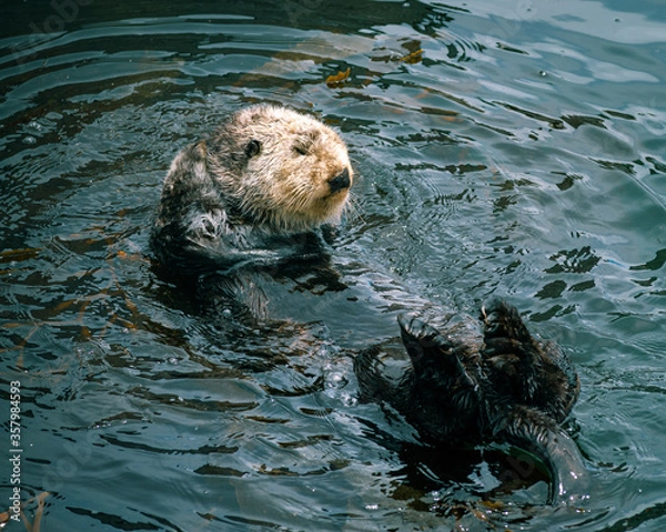 Obraz Adorable California Pacific Sea Otter grooming and swimming in the kelp in Monterey, CA