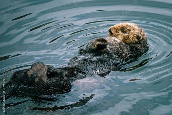 Obraz Adorable California Pacific Sea Otter grooming and swimming in the kelp in Monterey, CA