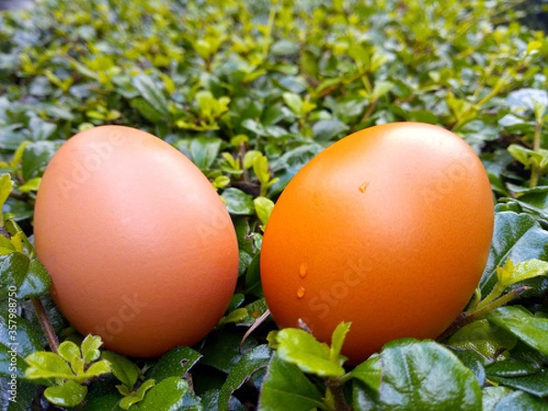 Fototapeta A pair of eggs lay on the Carmona retusa (Vahl) Masam. Natural green background.