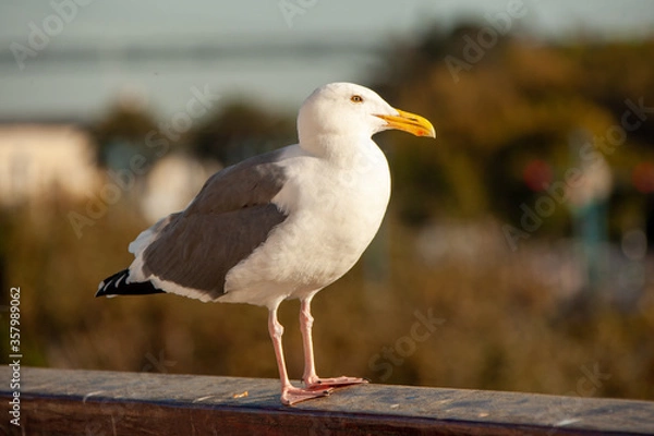 Obraz seagull on the beach