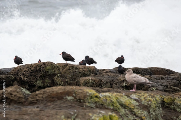 Obraz seagull on rocks