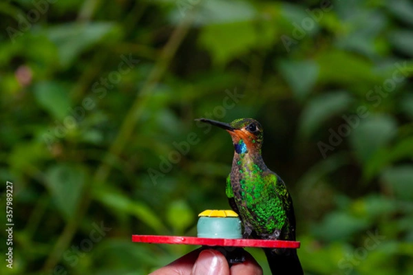 Obraz red billed hummingbird