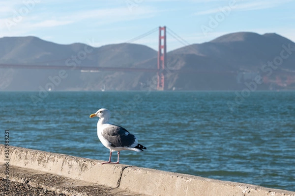 Obraz seagull on the pier