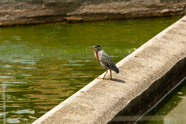 Obraz great crested grebe