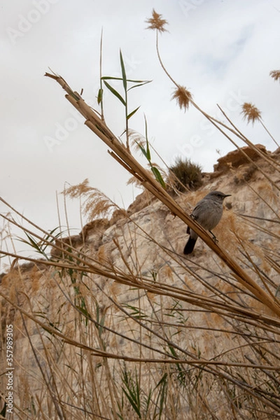 Obraz bird in the grass