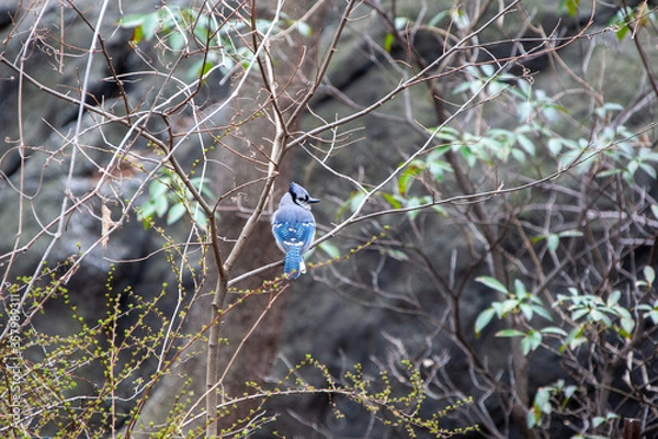 Obraz bird in the forest