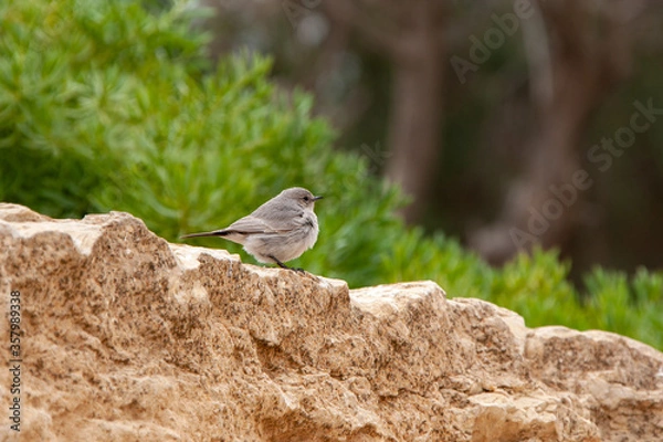 Obraz sparrow on a rock