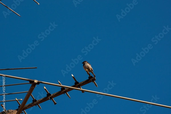 Obraz bird on a wire