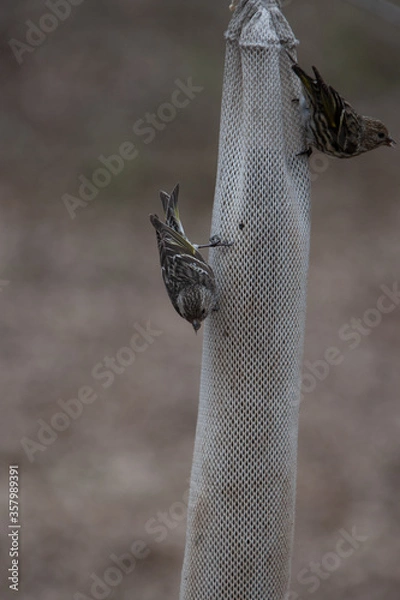 Obraz sparrows feeding