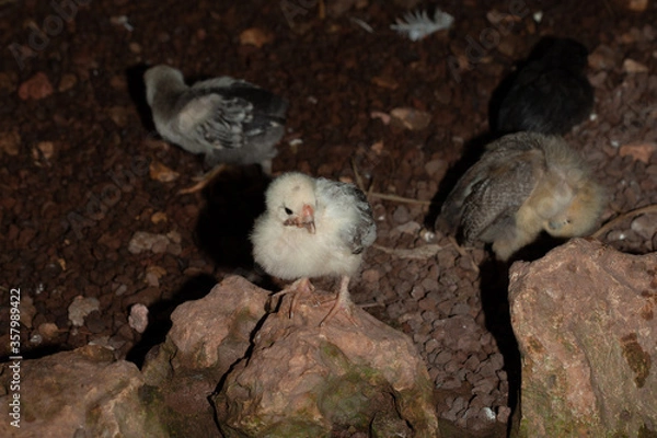 Obraz baby chick exploring
