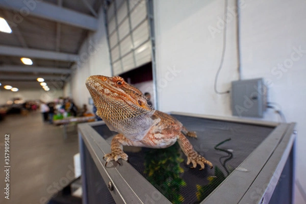 Obraz bearded dragon