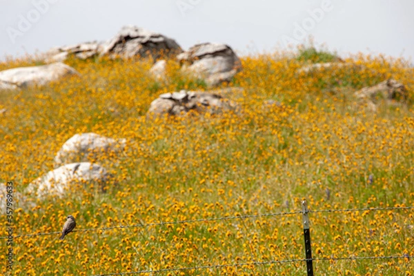 Obraz Wildflowers in bllom