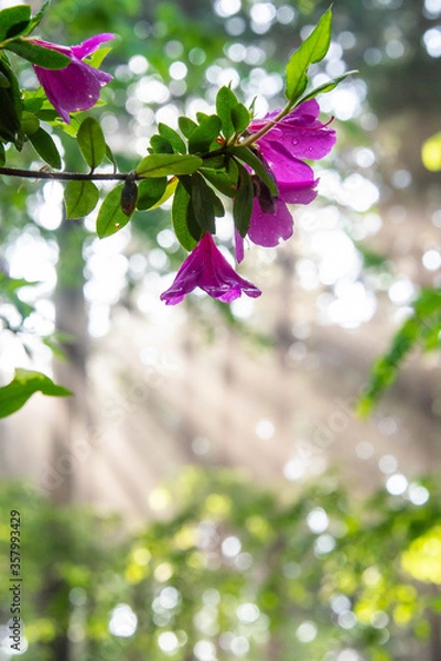 Fototapeta 森の中の美しい光芒とピンク色のツツジの花