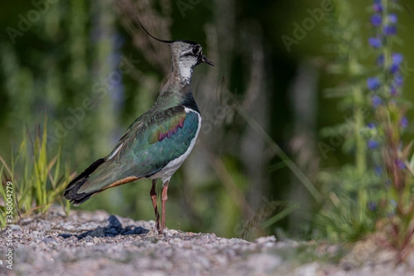 Fototapeta This handsome bird was standing on a roadside in the afternoon light. It probably had chicks somewhere down in the wetlands. Suurpelto, Espoo, Finland.