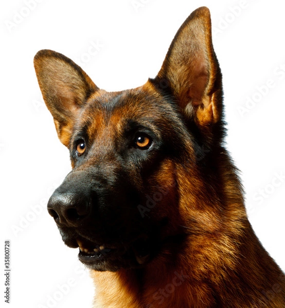 Obraz German Shepherd - white background