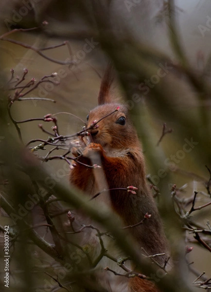 Obraz Eichhörnchen beim Fressen