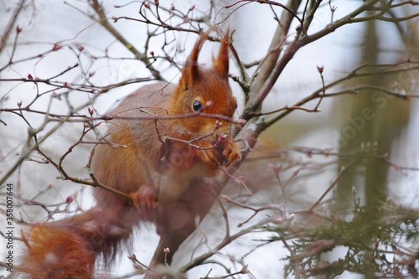 Obraz Eichhörnchen beim Fressen