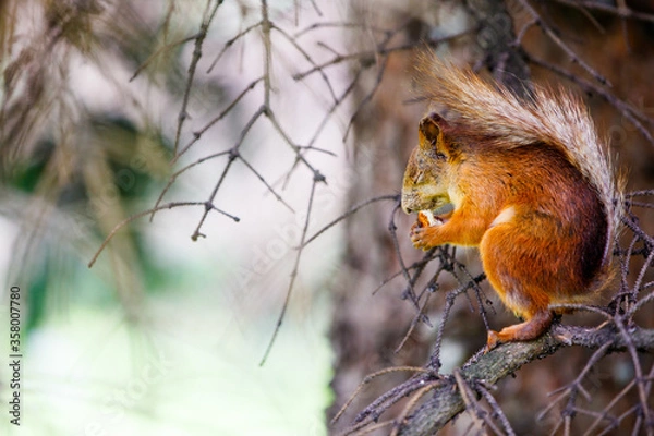 Obraz A red squirrel sits on a branch and eats