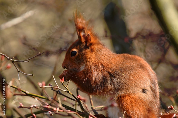Obraz Eichhörnchen beim Fressen