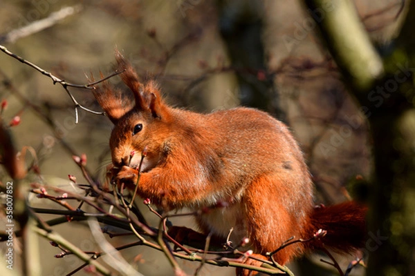 Obraz Eichhörnchen beim Fressen