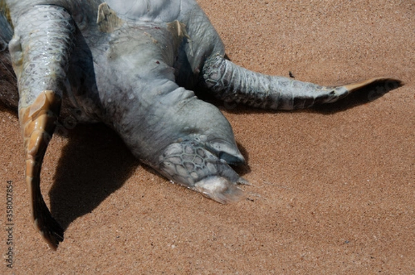 Fototapeta Dead turtle on shore