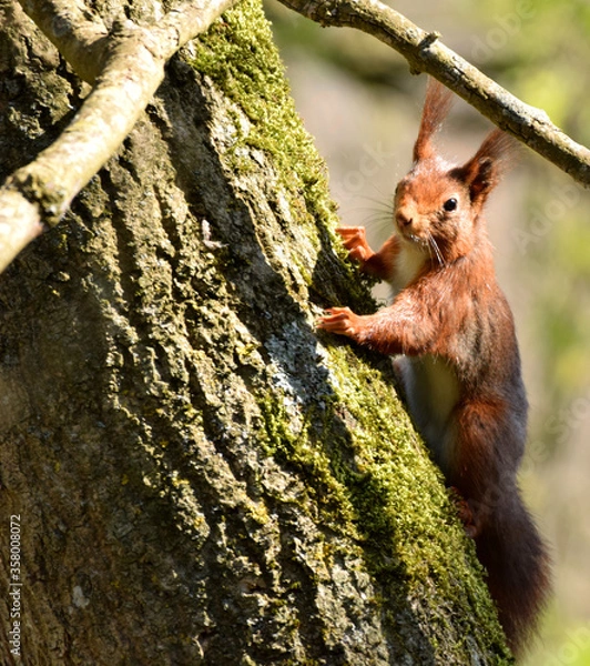 Obraz Eichhörnhcne im Wald
