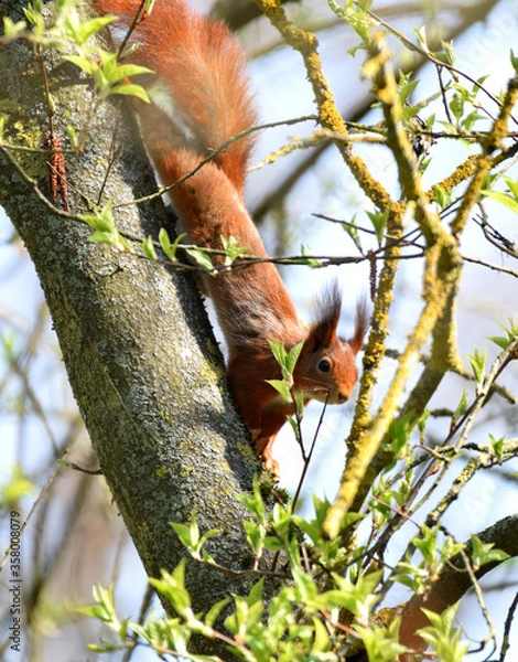 Obraz Eichhörnhcne im Wald