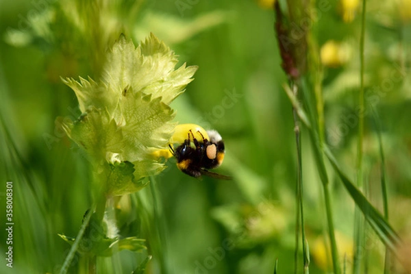 Obraz Hummel an einer Blüte