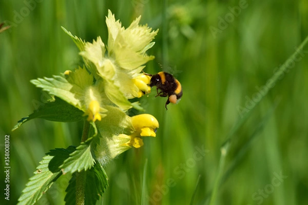 Obraz Hummel an einer Blüte