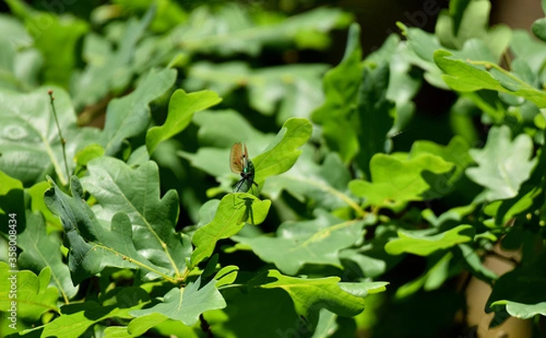 Obraz Libelle frontal