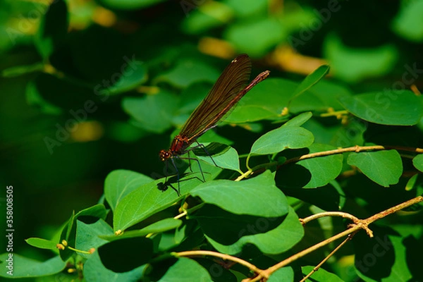 Obraz Libelle auf einem Blatt