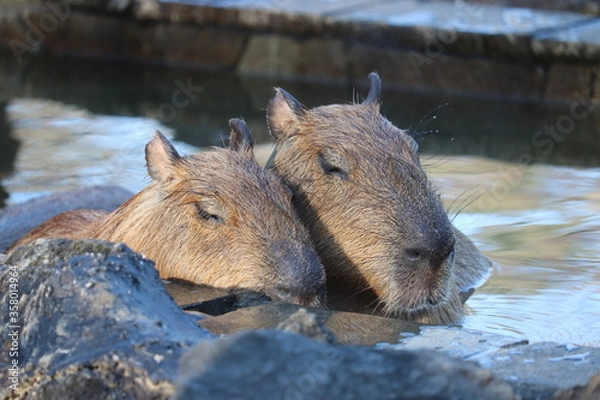 Fototapeta カピバラ