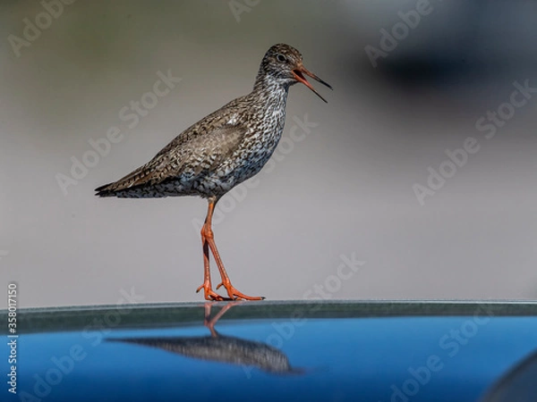 Fototapeta There was a pair of redshanks. This bird flew and called all the time. Here on a roof of a parked car. Suurpelto, Espoo, Finland.