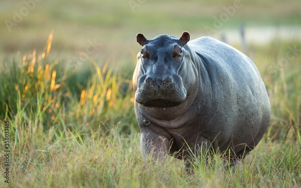 Obraz One adult hippo out of water in Khwai Okavango Delta Botswana