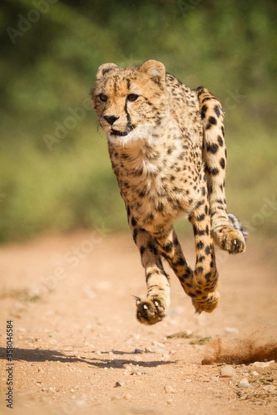 Fototapeta One adult cheetah chase with all legs off the ground in Kruger Park South Africa