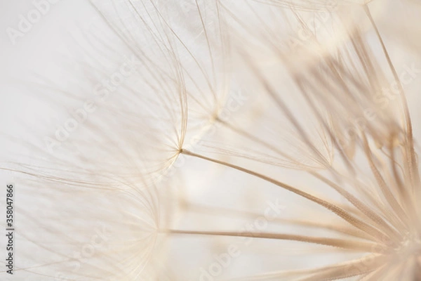 Fototapeta dandelion on a white background