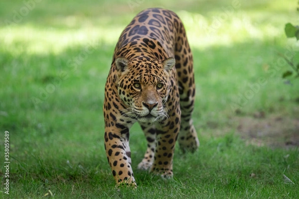 Obraz Jaguar walking in the jungle