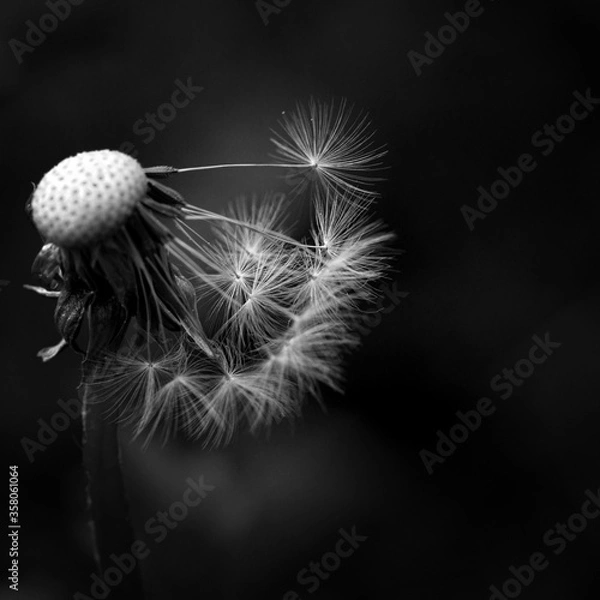 Obraz Vergänglichkeit