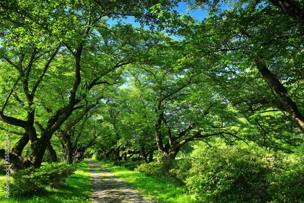 Fototapeta 新緑の北上展勝地