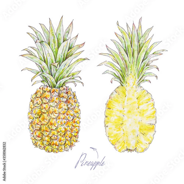 Fototapeta Pineapple isolated on a white background. Watercolor colourful illustration. Tropical fruit. Handwork summer draw for design