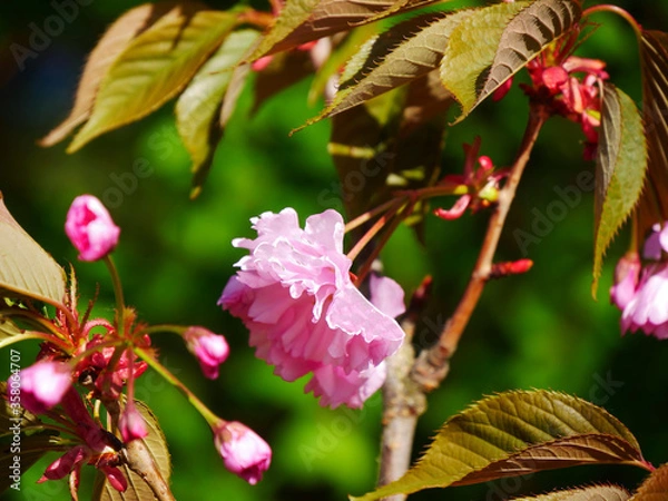 Obraz A branch with blossoming sakura. Close-up. Selective focus.