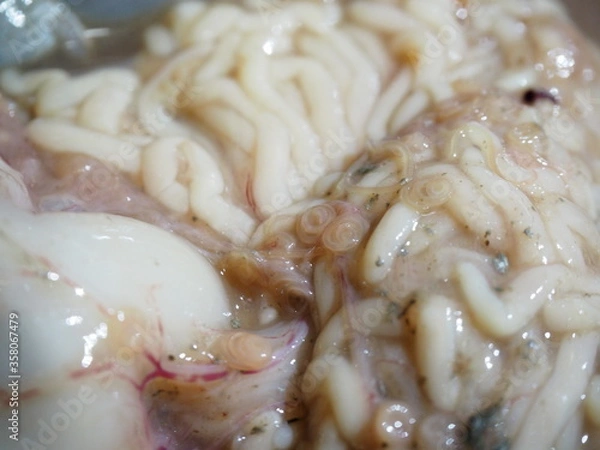 Fototapeta タラの内臓に寄生した大量のアニサキス