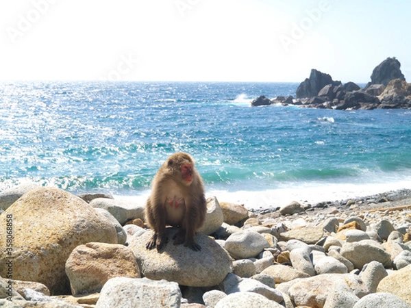 Obraz 伊豆波勝崎に生息する野生の猿