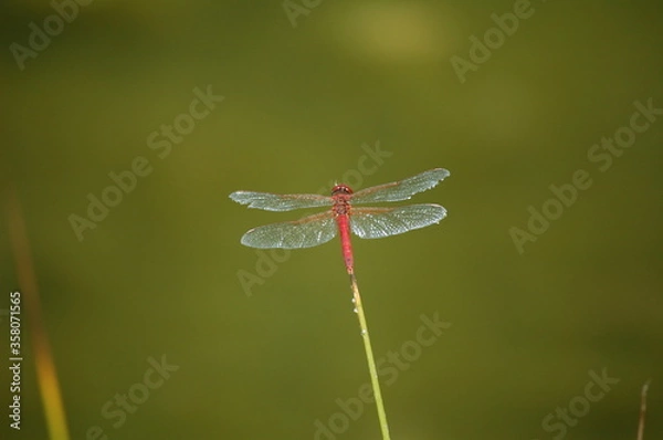 Obraz Fire Dragonfly