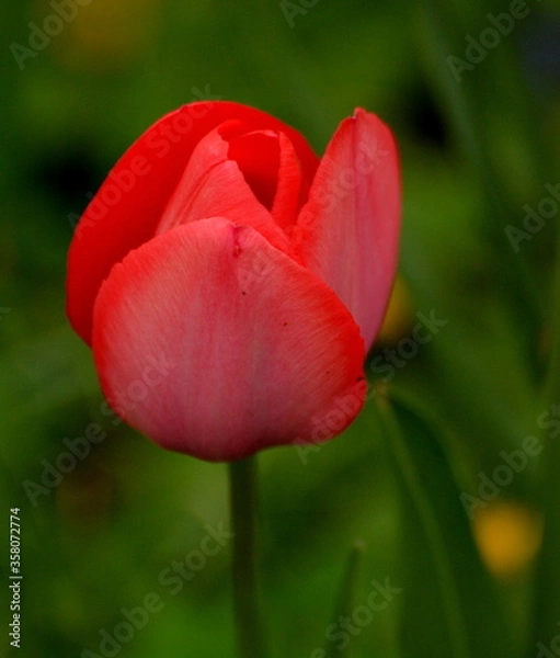 Obraz Red tulip flower