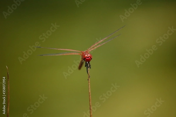 Obraz Fire Dragonfly