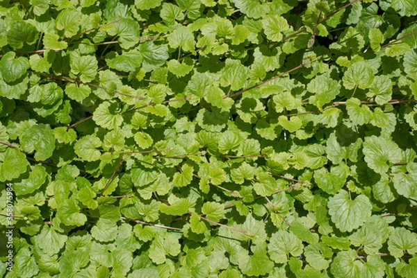 Obraz green leaves background