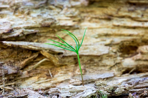 Obraz A small green sprout on a stump. Close-up